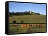 Cows Below the Chateau, Chateauneuf, Burgundy, France, Europe-Stuart Black-Framed Stretched Canvas