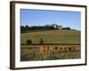 Cows Below the Chateau, Chateauneuf, Burgundy, France, Europe-Stuart Black-Framed Photographic Print