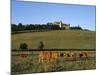 Cows Below the Chateau, Chateauneuf, Burgundy, France, Europe-Stuart Black-Mounted Photographic Print