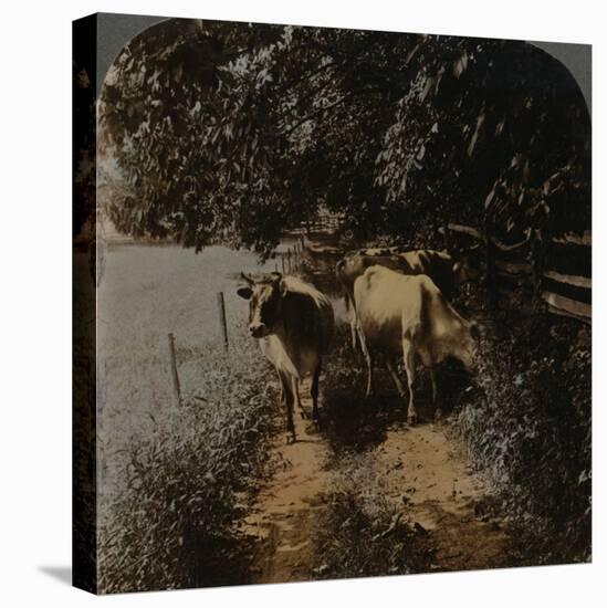 'Cows coming home up the lane at milking-time', c1900-Elmer Underwood-Stretched Canvas