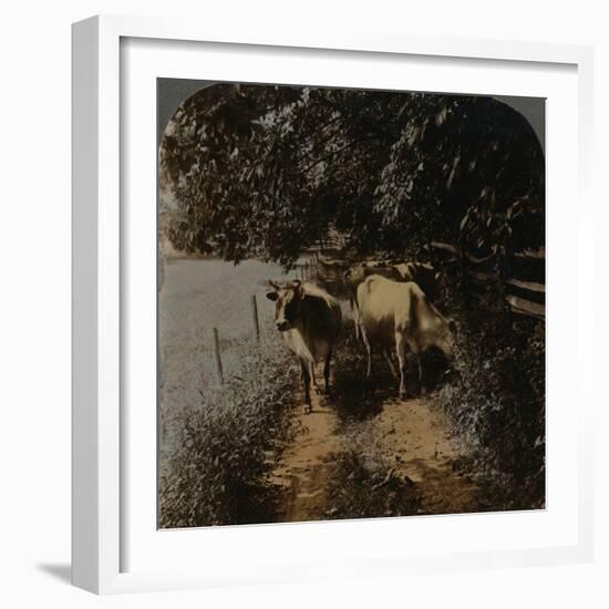 'Cows coming home up the lane at milking-time', c1900-Elmer Underwood-Framed Photographic Print