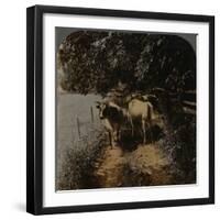 'Cows coming home up the lane at milking-time', c1900-Elmer Underwood-Framed Premium Photographic Print
