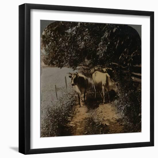 'Cows coming home up the lane at milking-time', c1900-Elmer Underwood-Framed Premium Photographic Print