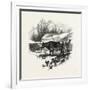 Cows, Farm, Canada, Nineteenth Century-null-Framed Giclee Print