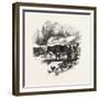 Cows, Farm, Canada, Nineteenth Century-null-Framed Giclee Print