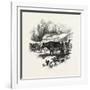 Cows, Farm, Canada, Nineteenth Century-null-Framed Giclee Print