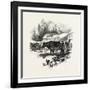 Cows, Farm, Canada, Nineteenth Century-null-Framed Giclee Print