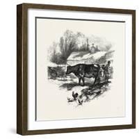 Cows, Farm, Canada, Nineteenth Century-null-Framed Giclee Print