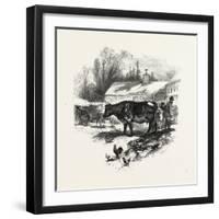 Cows, Farm, Canada, Nineteenth Century-null-Framed Giclee Print