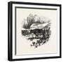 Cows, Farm, Canada, Nineteenth Century-null-Framed Giclee Print