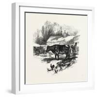 Cows, Farm, Canada, Nineteenth Century-null-Framed Giclee Print