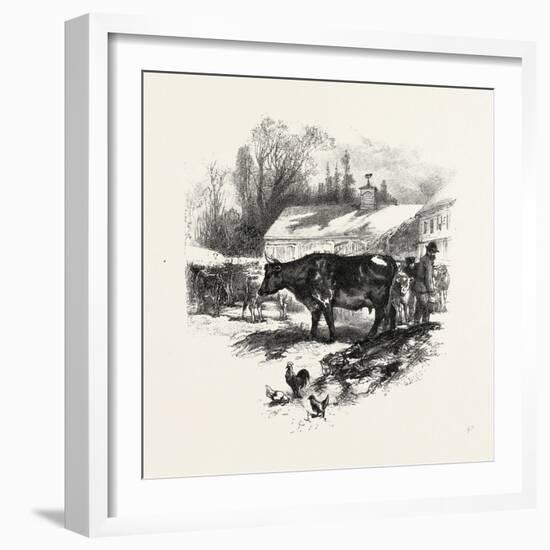 Cows, Farm, Canada, Nineteenth Century-null-Framed Giclee Print