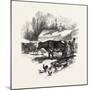 Cows, Farm, Canada, Nineteenth Century-null-Mounted Giclee Print