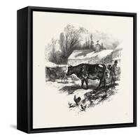 Cows, Farm, Canada, Nineteenth Century-null-Framed Stretched Canvas