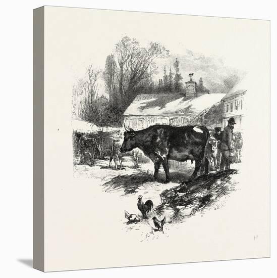 Cows, Farm, Canada, Nineteenth Century-null-Stretched Canvas