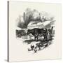 Cows, Farm, Canada, Nineteenth Century-null-Stretched Canvas