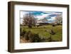 Cows graze in grassy field in front of white barn, rural Virginia-null-Framed Photographic Print