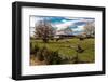 Cows graze in grassy field in front of white barn, rural Virginia-null-Framed Photographic Print