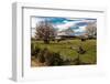 Cows graze in grassy field in front of white barn, rural Virginia-null-Framed Photographic Print