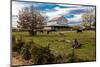 Cows graze in grassy field in front of white barn, rural Virginia-null-Mounted Photographic Print