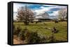 Cows graze in grassy field in front of white barn, rural Virginia-null-Framed Stretched Canvas