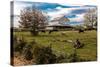 Cows graze in grassy field in front of white barn, rural Virginia-null-Stretched Canvas