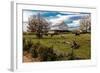 Cows graze in grassy field in front of white barn, rural Virginia-null-Framed Photographic Print