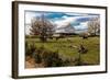 Cows graze in grassy field in front of white barn, rural Virginia-null-Framed Photographic Print