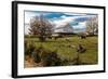 Cows graze in grassy field in front of white barn, rural Virginia-null-Framed Photographic Print