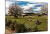 Cows graze in grassy field in front of white barn, rural Virginia-null-Mounted Photographic Print