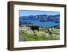 Cows Grazing Above the Akaroa Harbour, Banks Peninsula, Canterbury-Michael Runkel-Framed Photographic Print