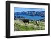 Cows Grazing Above the Akaroa Harbour, Banks Peninsula, Canterbury-Michael Runkel-Framed Photographic Print