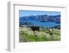 Cows Grazing Above the Akaroa Harbour, Banks Peninsula, Canterbury-Michael Runkel-Framed Photographic Print