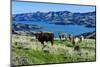 Cows Grazing Above the Akaroa Harbour, Banks Peninsula, Canterbury-Michael Runkel-Mounted Photographic Print