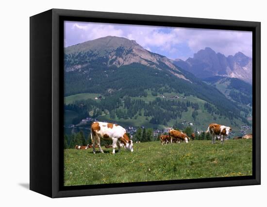 Cows Grazing at Monte Pana and Leodle Geisler Odles Range in Background, Dolomites, Italy-Richard Nebesky-Framed Stretched Canvas