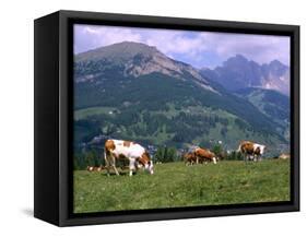 Cows Grazing at Monte Pana and Leodle Geisler Odles Range in Background, Dolomites, Italy-Richard Nebesky-Framed Stretched Canvas