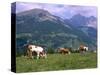 Cows Grazing at Monte Pana and Leodle Geisler Odles Range in Background, Dolomites, Italy-Richard Nebesky-Stretched Canvas