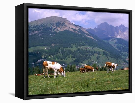 Cows Grazing at Monte Pana and Leodle Geisler Odles Range in Background, Dolomites, Italy-Richard Nebesky-Framed Stretched Canvas