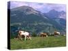 Cows Grazing at Monte Pana and Leodle Geisler Odles Range in Background, Dolomites, Italy-Richard Nebesky-Stretched Canvas