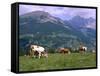 Cows Grazing at Monte Pana and Leodle Geisler Odles Range in Background, Dolomites, Italy-Richard Nebesky-Framed Stretched Canvas