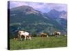 Cows Grazing at Monte Pana and Leodle Geisler Odles Range in Background, Dolomites, Italy-Richard Nebesky-Stretched Canvas