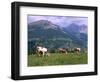 Cows Grazing at Monte Pana and Leodle Geisler Odles Range in Background, Dolomites, Italy-Richard Nebesky-Framed Photographic Print