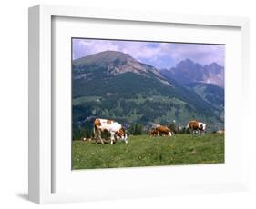 Cows Grazing at Monte Pana and Leodle Geisler Odles Range in Background, Dolomites, Italy-Richard Nebesky-Framed Photographic Print