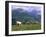 Cows Grazing at Monte Pana and Leodle Geisler Odles Range in Background, Dolomites, Italy-Richard Nebesky-Framed Photographic Print