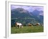 Cows Grazing at Monte Pana and Leodle Geisler Odles Range in Background, Dolomites, Italy-Richard Nebesky-Framed Photographic Print