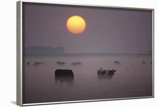 Cows Grazing During Sunset in the Haze-null-Framed Photographic Print