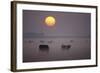 Cows Grazing During Sunset in the Haze-null-Framed Photographic Print