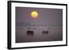 Cows Grazing During Sunset in the Haze-null-Framed Photographic Print