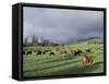 Cows Grazing in Lush Fields, Hana, Maui, Hawaii, USA-Merrill Images-Framed Stretched Canvas