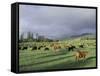 Cows Grazing in Lush Fields, Hana, Maui, Hawaii, USA-Merrill Images-Framed Stretched Canvas